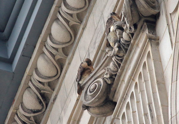 Washington Square Hawk Sadie preens next to Bobby on NYC building