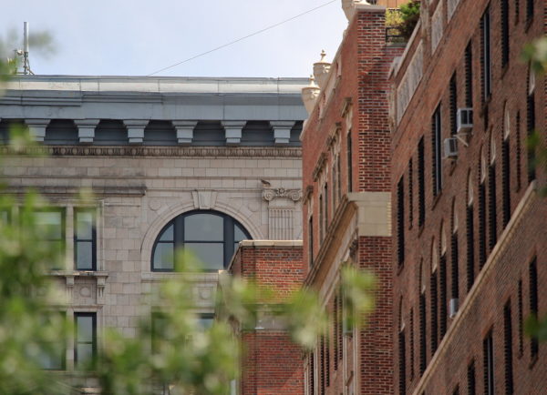 Washington Square Hawk Sadie sitting on Cardozo building