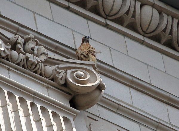 Washington Square Hawk Sadie standing alert on building