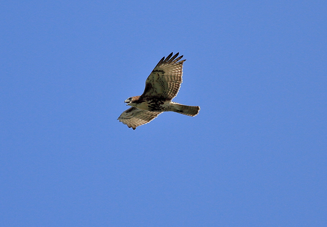 Washington Square Hawk fledgling crying while flying