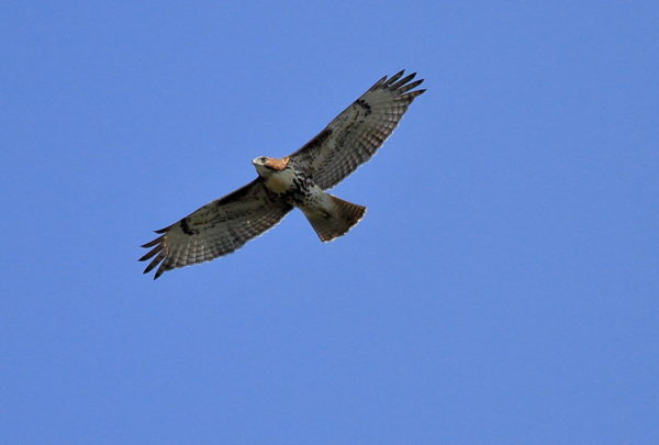 Washington Square Hawk fledgling flying over park