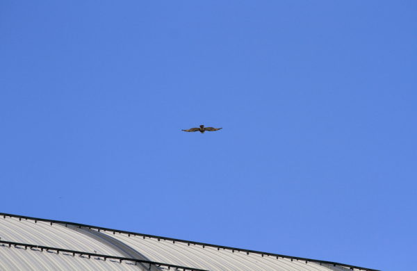 Washington Square Hawk fledgling flying toward NYC building