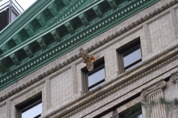 Washington Square Hawk flying past NYU Silver Center