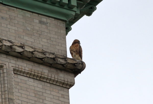 Washington Square Hawk on corner of Silver Center building