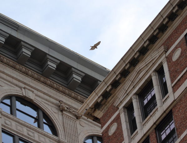 Bobby flies above Sadie sitting on Cardozo building