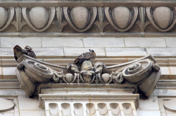 Washington Square Hawks Sadie Bobby perched Cardozo Law building