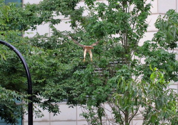 Washington Square Park Hawk Bobby diving by 26 Astor Place