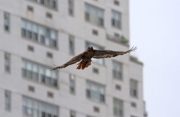 Washington Square Park Hawk Bobby flying above Astor Place