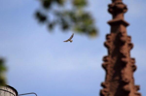 Washington Square Park Hawk Bobby flying above NYC