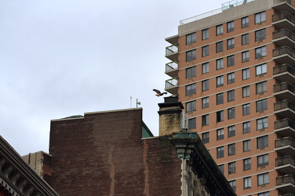 Washington Square Park Hawk Bobby flying over buildings