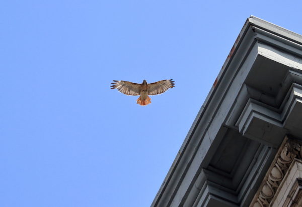 Washington Square Park Hawk Sadie flying by building