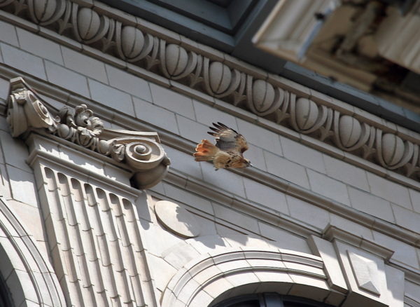Washington Square Park Hawk Sadie flying off building perch