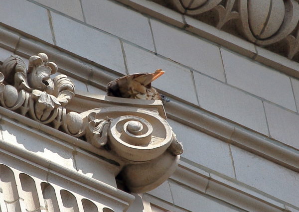 Washington Square Park Hawk Sadie stretching leg on building