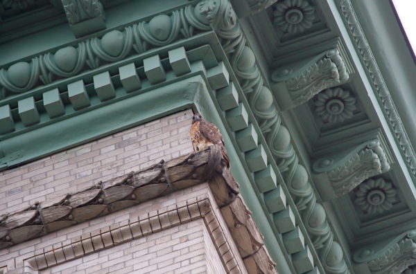 Washington Square Park Hawk sitting under building cornice