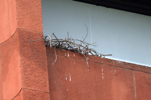 Washington Square Park NYC Red-tailed Hawk nest seen from the ground August 2018