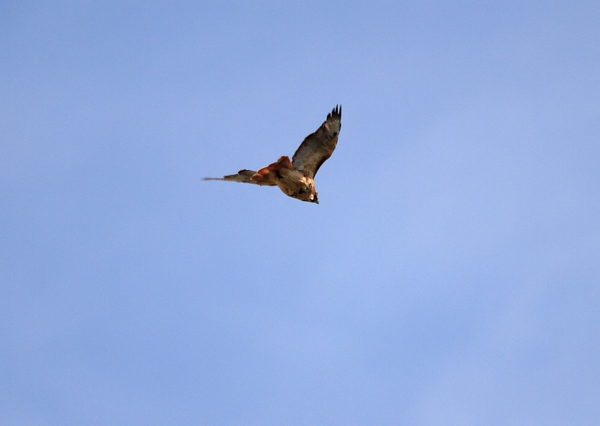 Washington Square Park Red-tailed Hawk Sadie flying over park