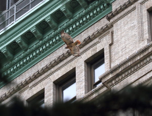Washington Square Park Red-tailed Hawk flying past Silver Center
