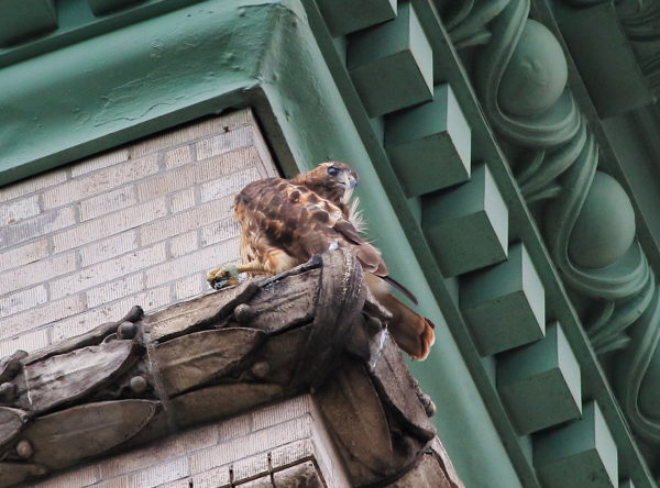 Washington Square Park Red-tailed Hawk preening