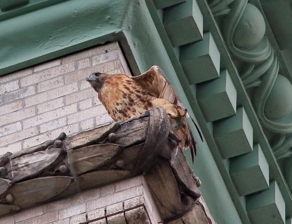 Washington Square Park Red-tailed Hawk stretching leg