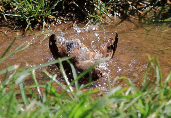 Washington Square Park sparrow splashing bath