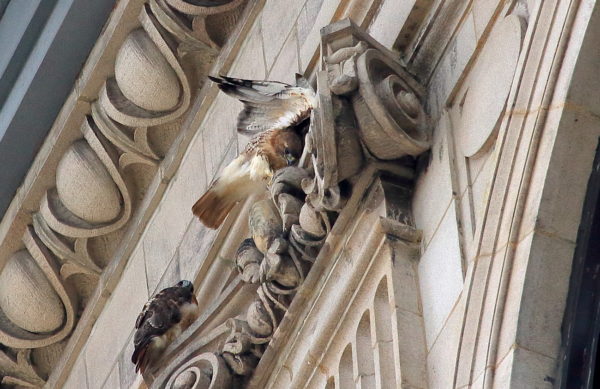 Washington Square Red-tailed Hawk Bobby stretching wings on building