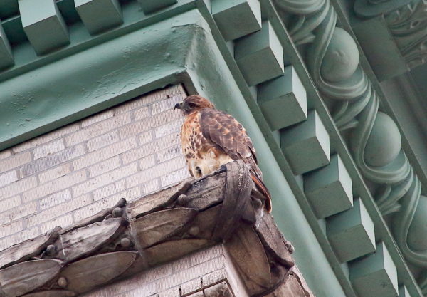 Washington Square Red-tailed Hawk on building corner