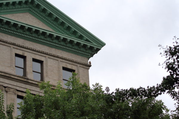 Washington Square Red-tailed Hawk sitting on corner of NYU building