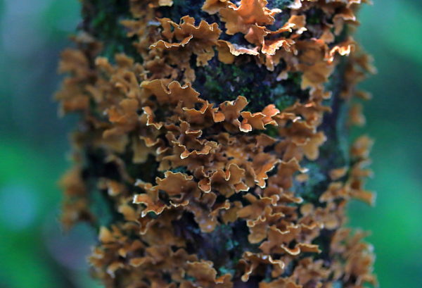 brown lichen on tree