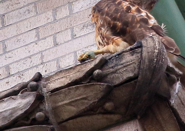 green material on Washington Square Hawk ankle
