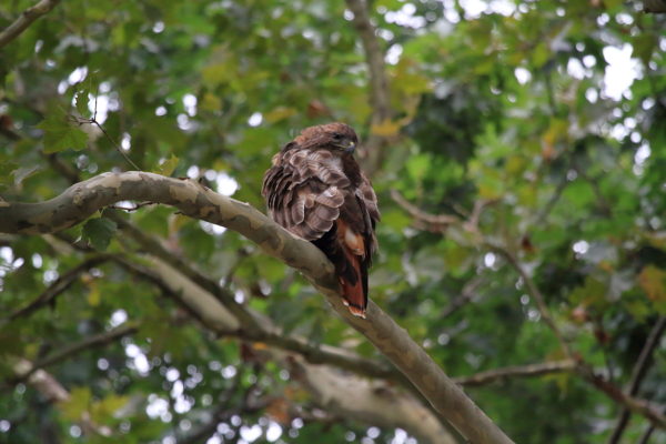 Washington Square Park Hawk Bobby preening his back