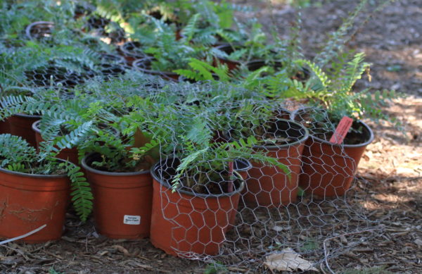 Washington Square Park potted plants