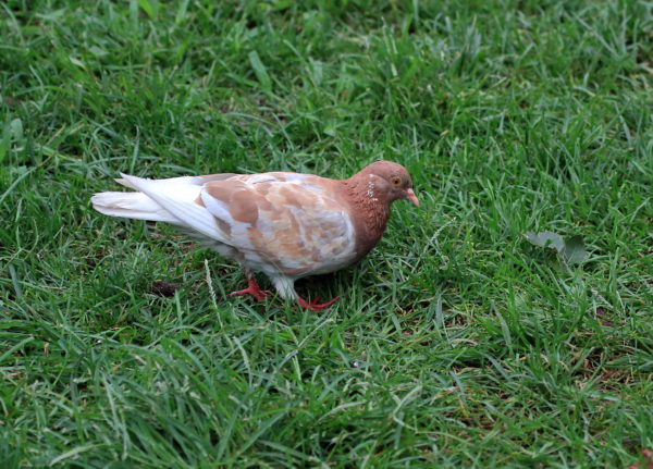 Brown multicolored Washington Square Park pigeon