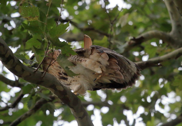 Washington Square Hawk Bobby stretching leg in tree