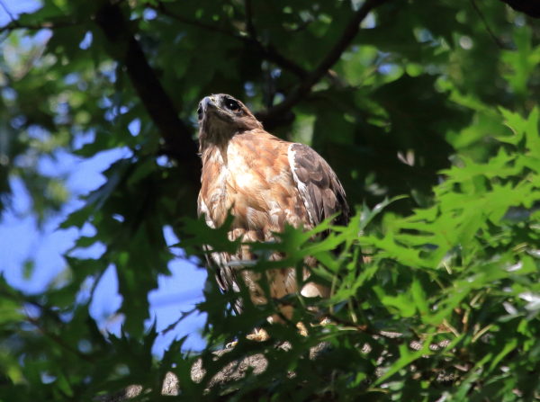 Washington Square Park Hawk Bobby sitting in sun