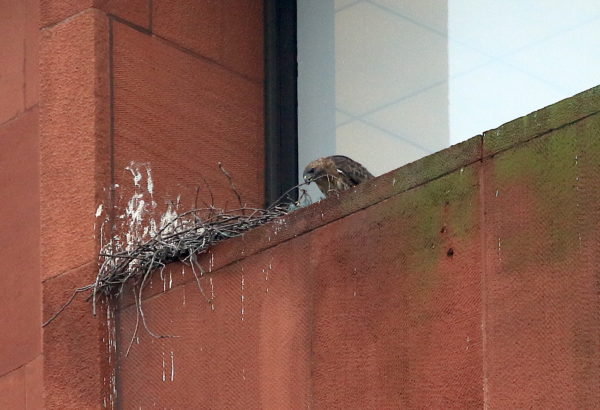 Washington Square Hawk Bobby fixing nest twigs