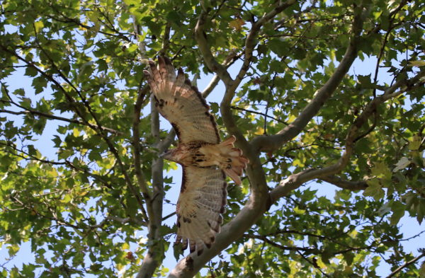 Washington Square Hawk Bobby flying through trees