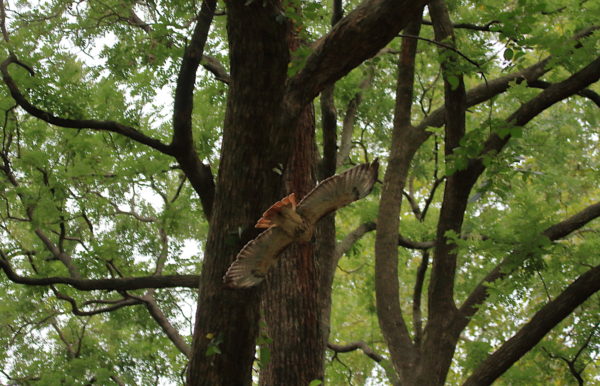 Washington Square Park Hawk Sadie flying through trees