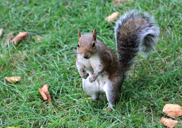 Washington Square Park Squirrel begging for food