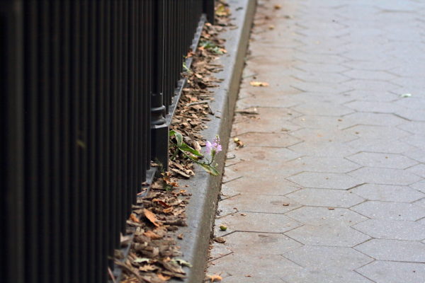 Washington Square Park flower growing past fence