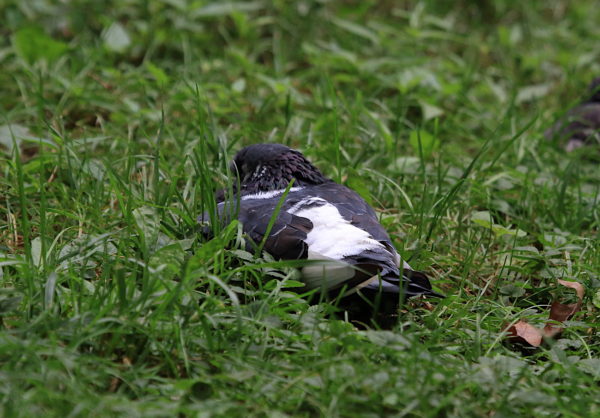 Washington Square Park pigeon napping on lawn