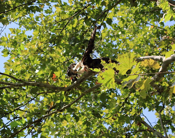 Washington Square Hawk Bobby catching pigeon from branch