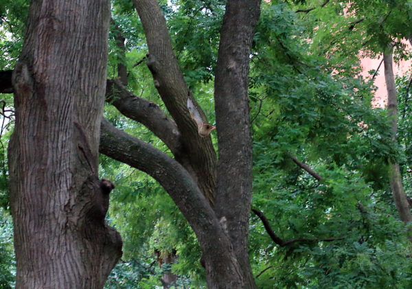 Washington Square Park Hawk Sadie flying in trees