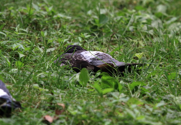Washington Square Park pigeon sleeping on lawn