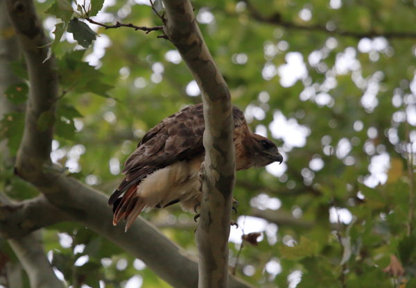 Washington Square Red-tailed Hawk Bobby in tree