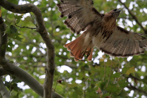 Washington Square Hawk Bobby flying between trees