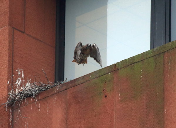 Washington Square Hawk Bobby flying out of nest