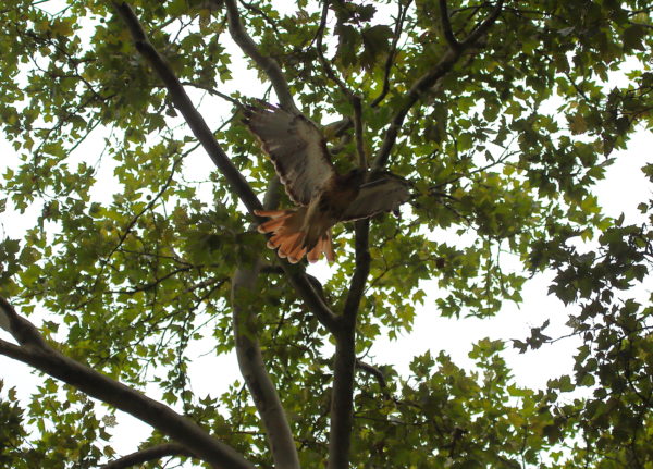 Washington Square Park Hawk Bobby flying through trees