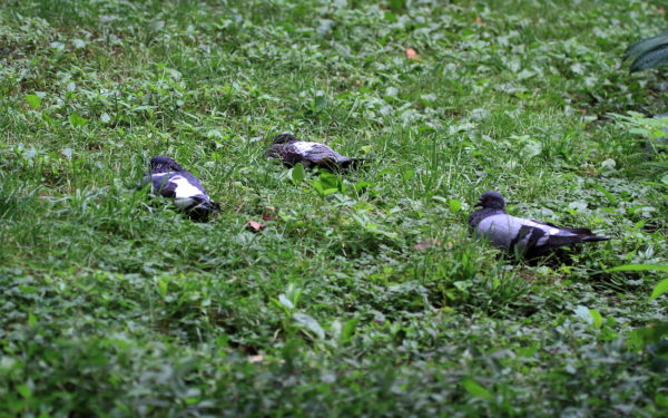 Washington Square Park pigeons resting on lawn