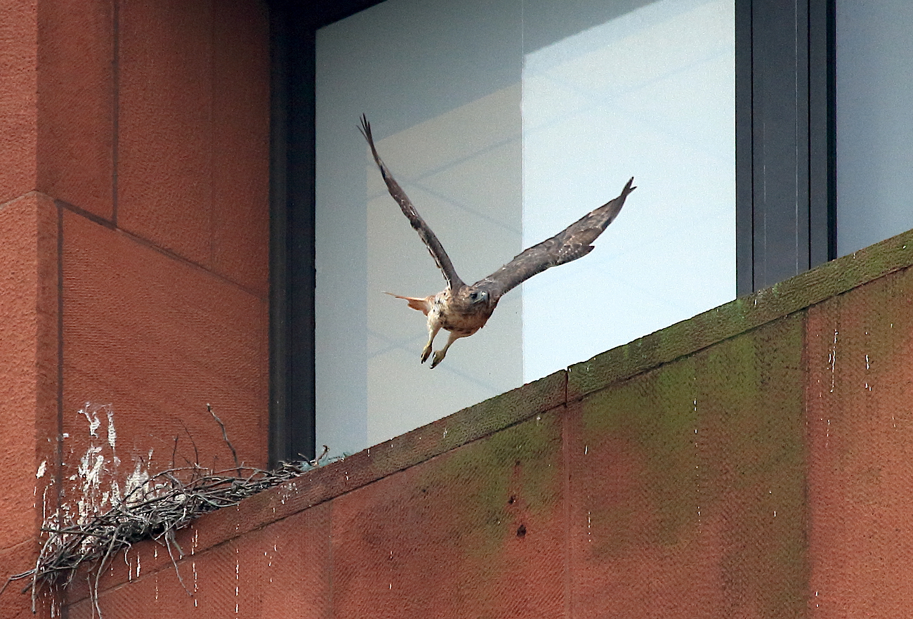 Washington Square Hawk Bobby flying out of nest