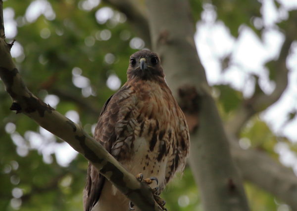 Washington Square Hawk Bobby perched in tree